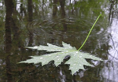 Spring leaf on a puddle